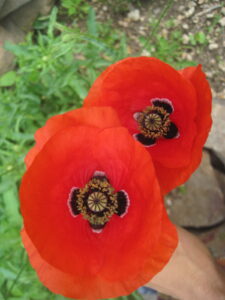 corn-poppies